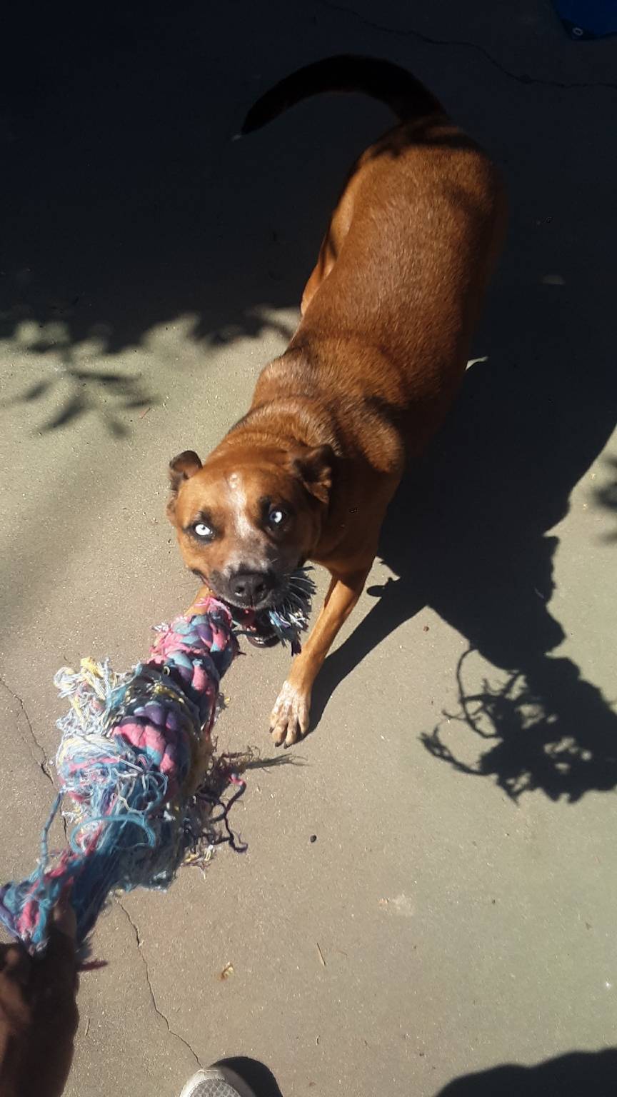 Comfortable dog boarding in Statesville